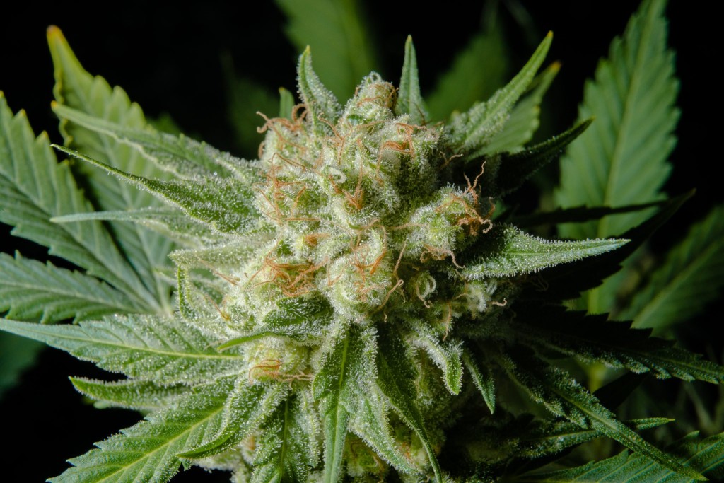 cbd topskud økologiske buds cbd danmark