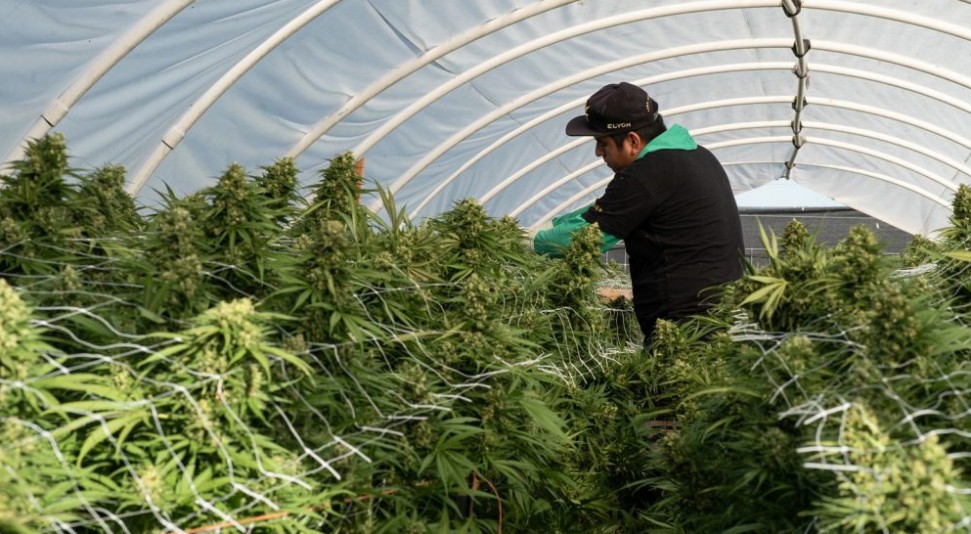 indica sativa cbd danmark