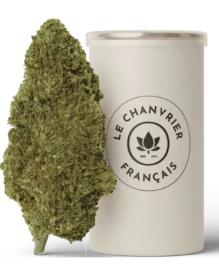 Le Chanvrier Français Cookie V2 CBD topskud – 10% Greenhouse