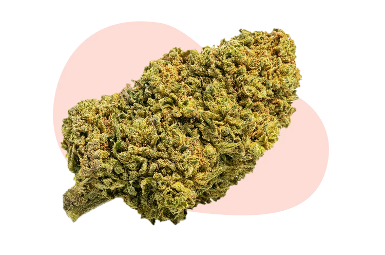 terre di cannabis diesel cbd bud