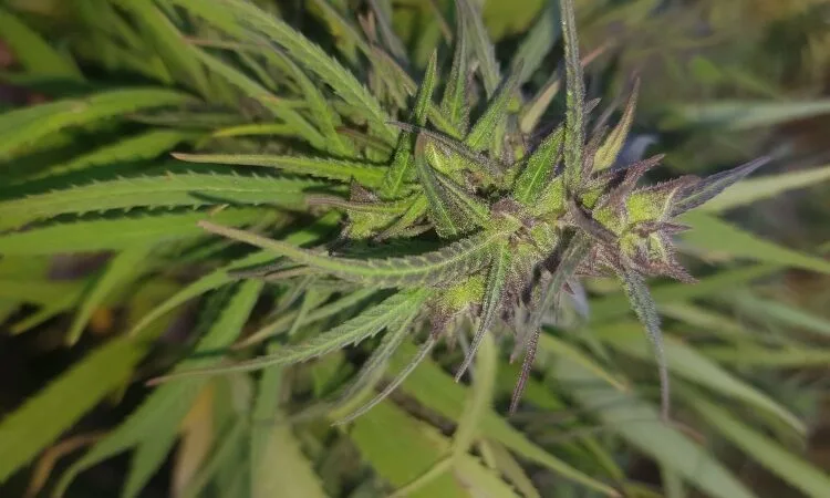 ØKO CBD Pollen 7% - Billede 5