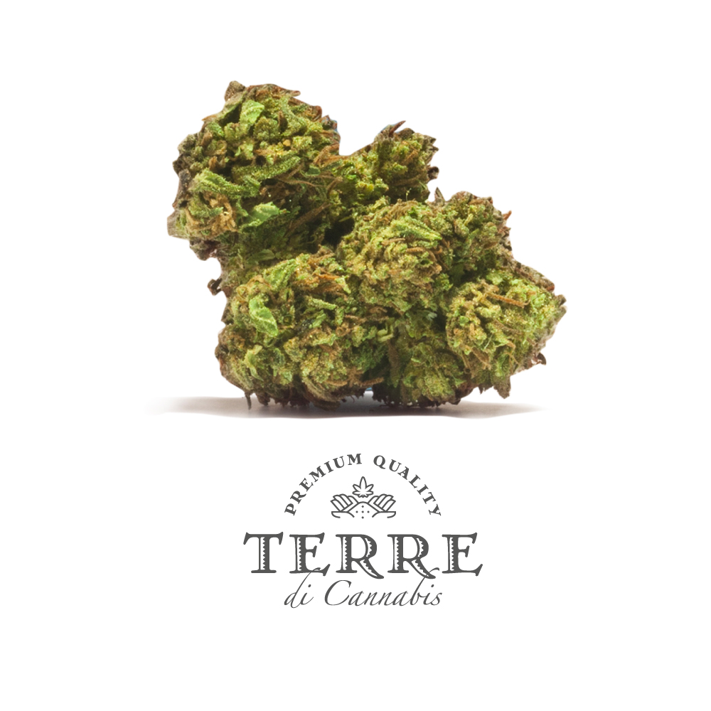 popolo topskud cannabis cbd white widow